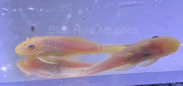 6 pack L144 Blue Eye Lemon Bristlenose Pleco 1.5-2”