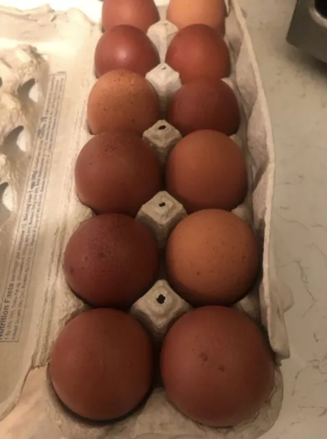 12 French Black Copper Maran HATCHING eggs