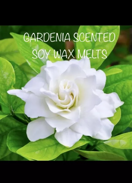 10 GARDENIA Fragrance Highly Scented Soy Wax Melt Pods 40hrs Burn Time Each