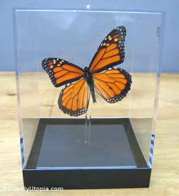 Real 3D Framed Butterfly: Monarch Butterfly - Table Top