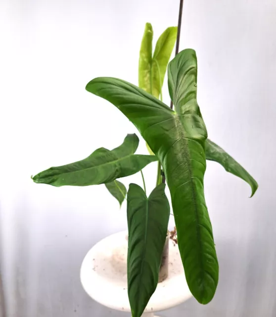 Philodendron Sharoniae EXACT PLANT XXL