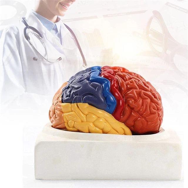 HUMAN BRAIN MODEL Anatomy Color-Coded Life Size Teaching Anatomy of ...