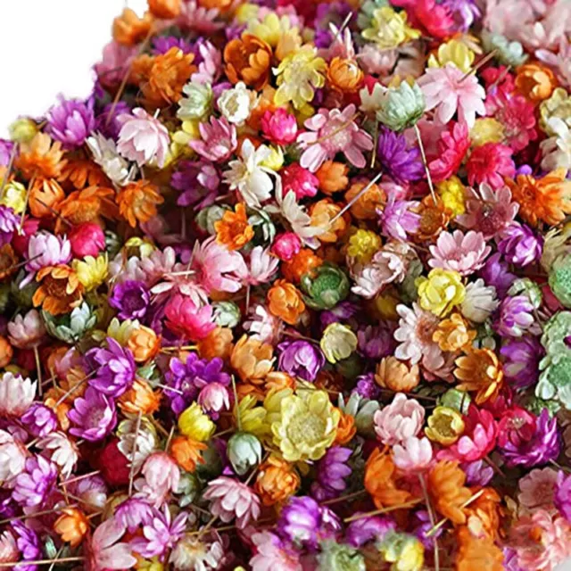 Real Dried Pressed Flowers for Resin Molds Resin Jewelry Soap and Candle  Making