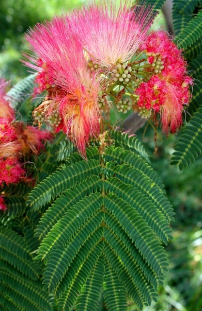 Mimosa Tree Cuttings, 14 Un-Rooted 8-12"  Pink Persian Silk Tree Cut Fresh P/Ord