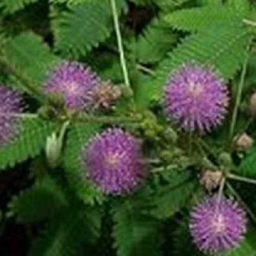 Mimosa Tree Seeds