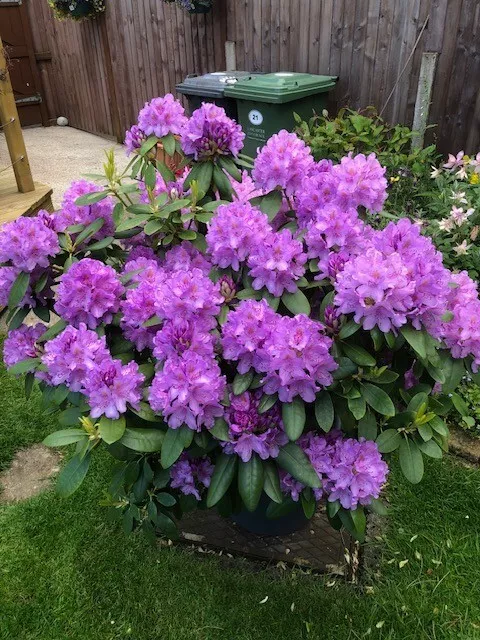 Rhododendron Plant  Mature And Container With Wheels