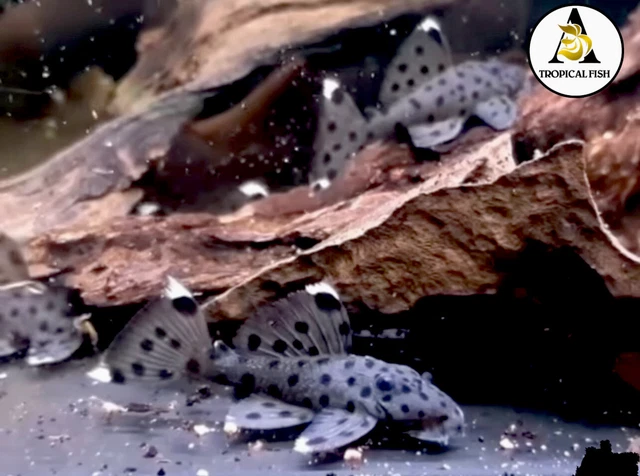 PLECO L264 Sultan Pleco - Size 3cm+ (1.2Inch+) - High Quality Live Fish 2
