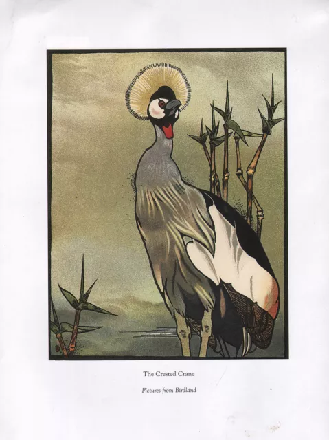 Beau Vintage Oiseau Imprimé The Crêté Grue ~ Photos De Birdland Detmold