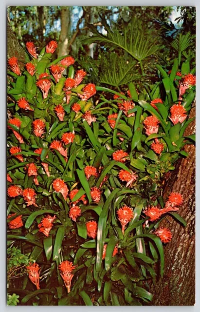 Florida Fl Billbergia Cypress Gardens Koppel Color Cards Hawthorne Unp Postcard