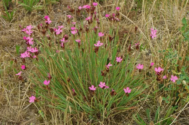 Plantes Dianthus carthusianorum pot 1 litre oeillets des chartreux