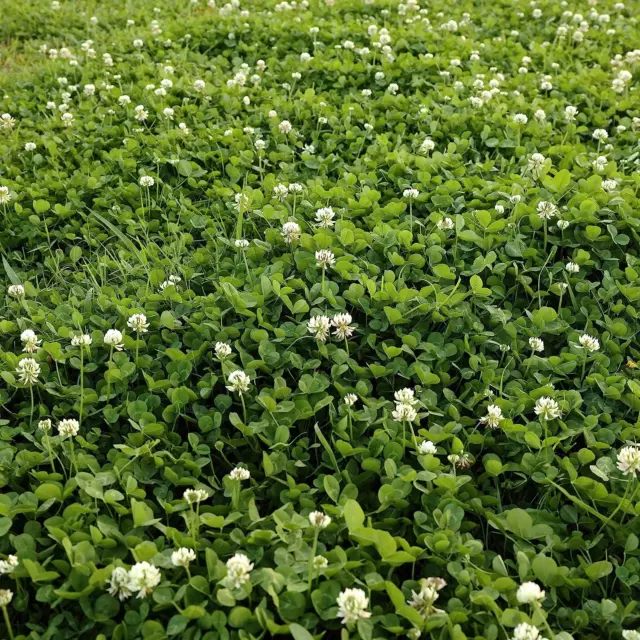 2 Lb. Perennial White Dutch Clover Seed for Erosion Control, Ground Cover, Lawn