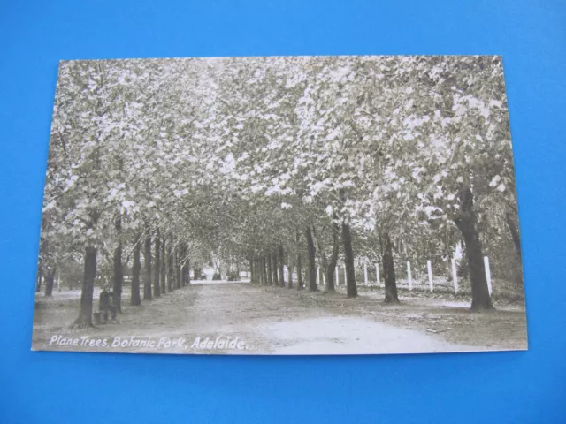 Plane Trees Botanic Park South Australia Intelligence & Tourist Bureau Postcard