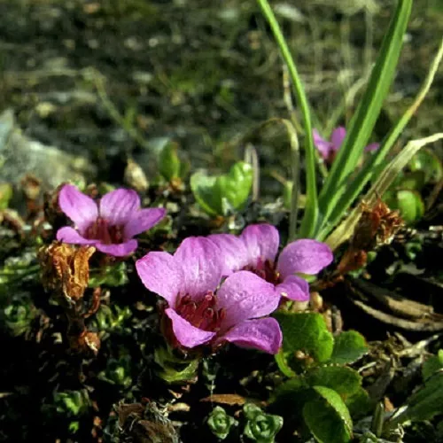 50+ Saxifraga Flower Carpet Flower Seeds / Evergreen Perennial Ground Cover