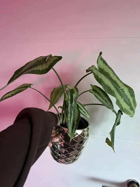 Drop Tongue House Plant