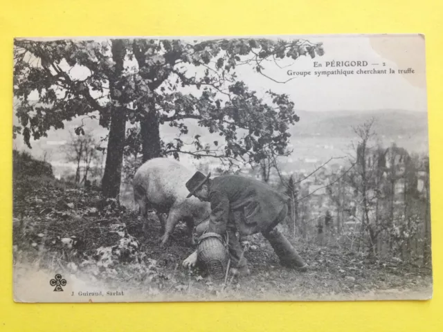 cpa FRANCE en Périgord COCHON PORC Cherchant la TRUFFE Pig Truffle nose mushroom