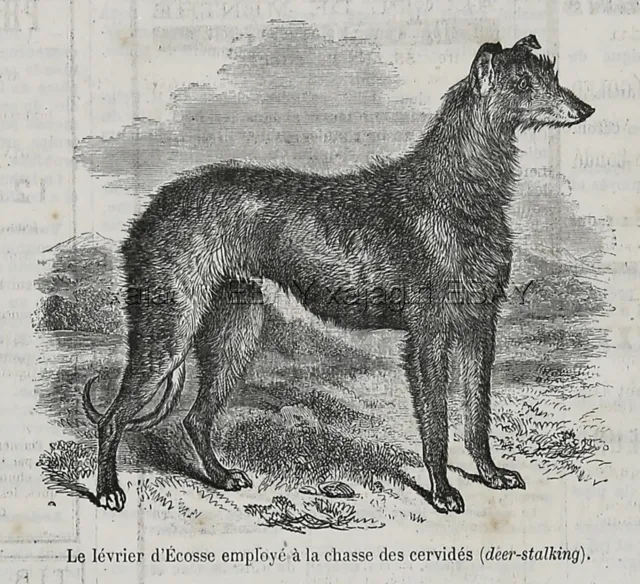 Dog Scottish Deerhound As Breed Looked in the 1870s Antique Print
