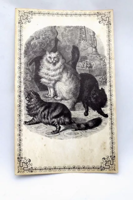 VTG Cat Antique Look Sketching Postcard Huge 3 BS LTD Great Falls VA 1968 10x6