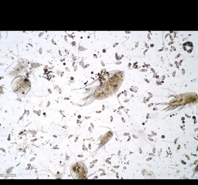 Live Betta Fry Food  3 Oz
