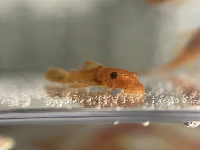 SUPER RED Bristlenose Pleco Plecostomus 1.5 inch+ (6 Pack) -2 BLOODLINES! LIVE!