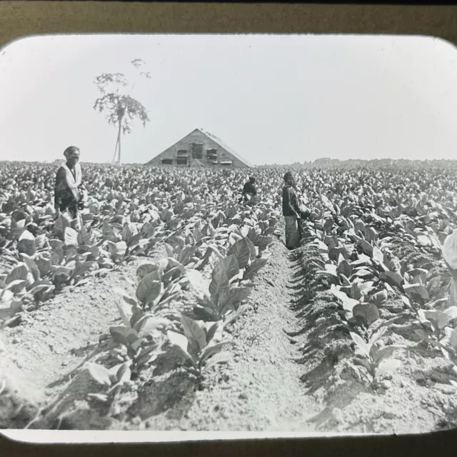 Vtg Magic Lantern Glass Slide Photo Tobacco Field in Sumatra