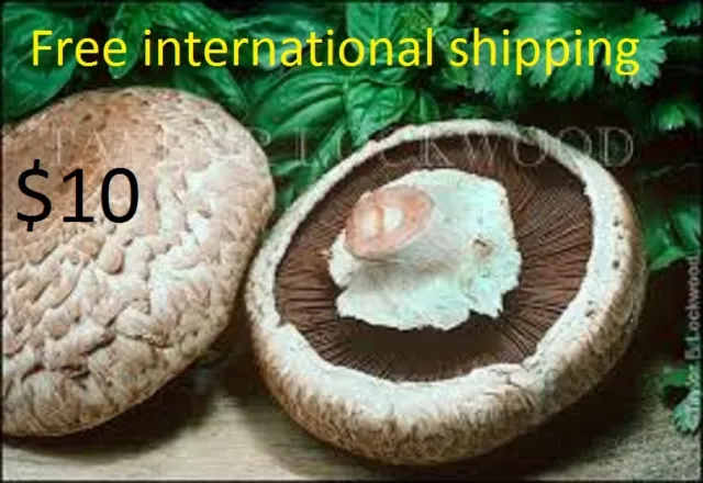 Portobello concentrated natural seeds mushroom spores for 2 tons of substrate