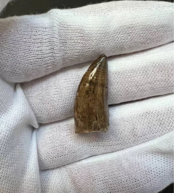 Tyrannosaurus T-Rex Dinosaur Tooth Fossil 27mm  Hell Creek Formation, Montana