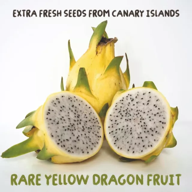 Rare Yellow Dragon fruit / Pitahaya - 100 extra fresh Seeds 2023