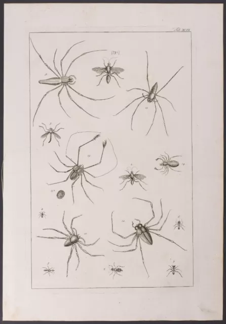 Seba - Spiders, Insects. 99-2, 1765 Curiosities Original Folio Engraving
