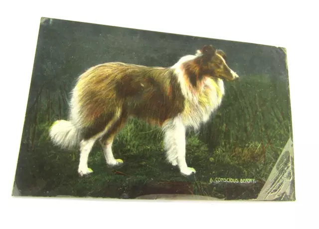 A Conscious Beauty / Collie Dog - Old Animals / Dogs / Pets Postcard