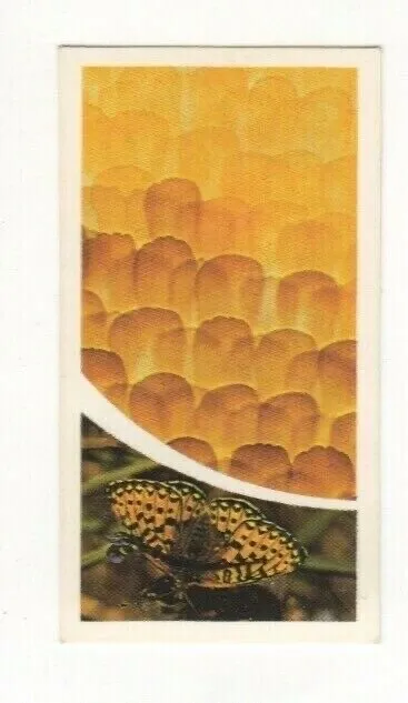 Brooke Bond Microscopic Images 1981 Butterfly 1