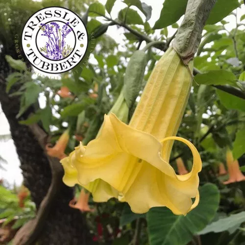 Raro Brugmansia Sanguinea Aurea 3 Semillas Vendedor GB