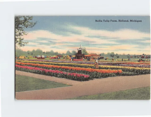 Postcard Nellis Tulip Farm Holland Michigan USA North America