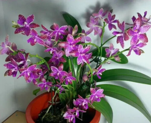 Very Fragrant Phalaenopsis species Phal. lueddemanniana x sib In 3.5" pot