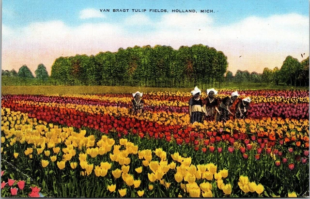 Van Bragt Tulip Fields Blooming Holland Michigan Scenic Landscape DB Postcard