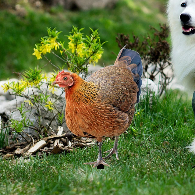 Jojofuny Realistische Hennenfigur Garten Deko Mit Federn Ostern