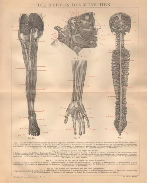 Die Nerven des Menschen Gehirn Rückenmark Vorderarm Hand Lithographie 1885