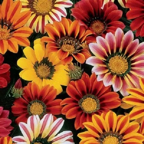 30+ Gazania Sunshine  Mix Flower Seeds / Drought-Tolerant Reseeding Annual