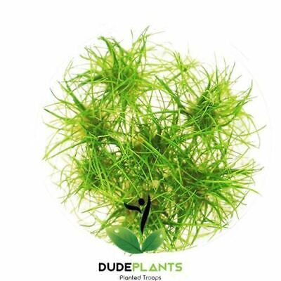 Dwarf Hairgrass Eleocharis Parvula Tissue Culture B2G1 Live Aquarium Plant Cup 2