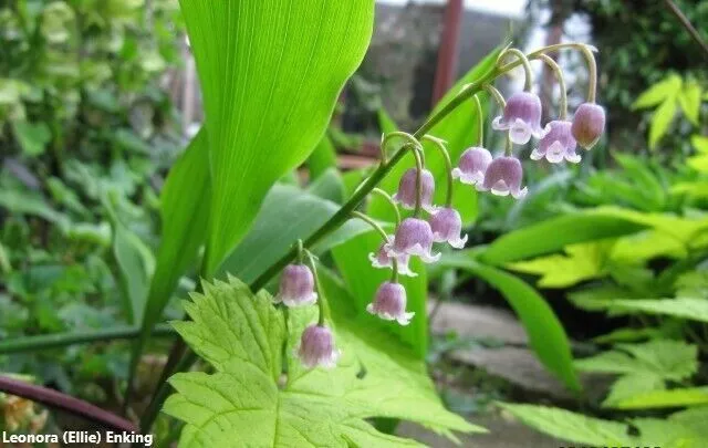 Convallaria Majalis - Lilly Of The Valley - Fragrant Perennial Flowers - 5 Seeds