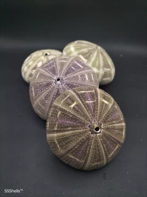 4 x alfonso sea urchins. 3.5-4" Air plant collectable sea shell