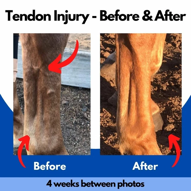 Horse Tendon Injury Signs Types Treatments vrogue.co