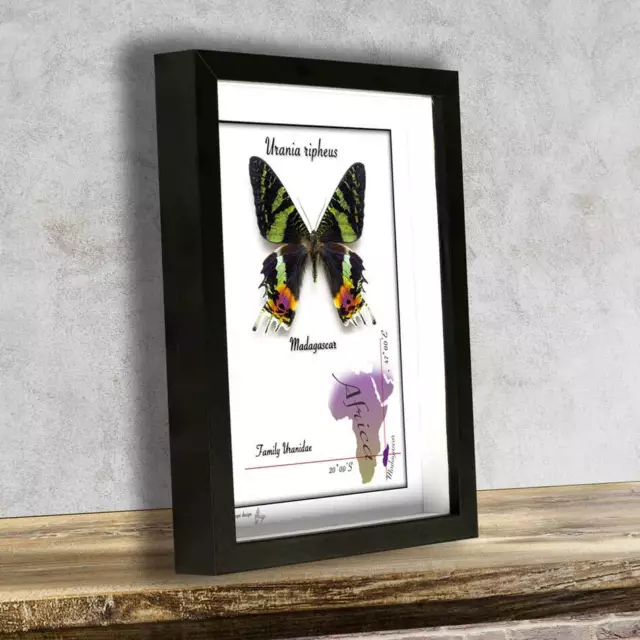 Urania ripheus-Real Mounted Butterfly in Frame 2