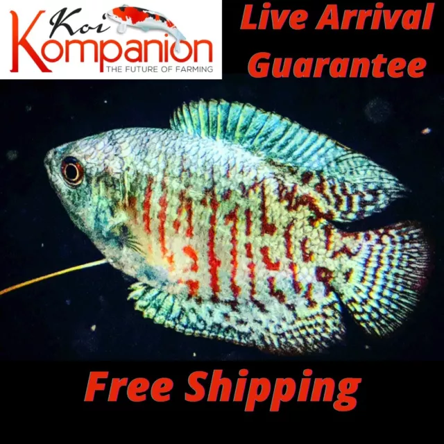 3/5/10X Assorted Dwarf Gourami Anabantoid Aquarium Koi Kompanion