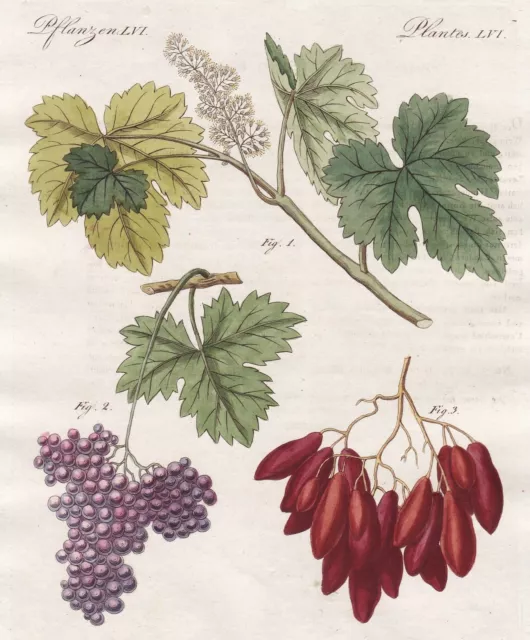 Rosinen raisins grapes Zibebe Weintrauben Botanik botany Bertuch 1798