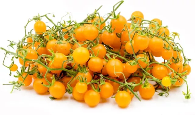 Tomato (Yellow Currant) 165+ Seeds (Solanum) Instructions Included x