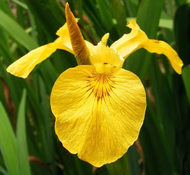 Iris pseudacorus