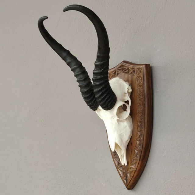 Gacela Antílope Trofeo de Calavera En Escudo de Trofeo Hl 34,5 CM Decoración
