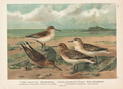37 x 31 cms Estampes numériquesBécasse entre les feuilles Peintures danimaux Bécasse des bois oiseaux Scolopax rusticola 