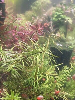 4 Stems Ludwigia Arcuata Needle Leaf Repens Red Live Aquarium (+Mystery Plant)
