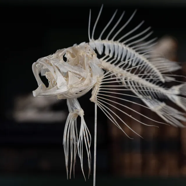 Real Lionfish Skeleton, Lionfish Taxidermy, fish skull, Poisonous fish anatomy